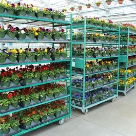 Pansy Cart