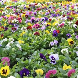 Pansies