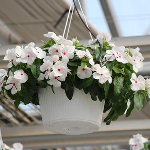 Summer Sensation #10 Hanging Baskets