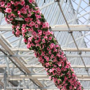 Summer Sensation #10 Hanging Baskets