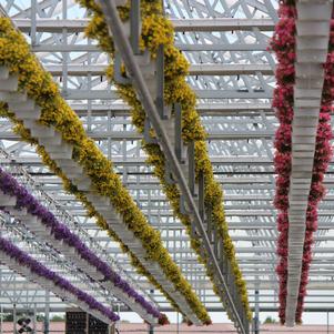 Summer Sensation #10 Hanging Baskets