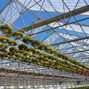 Summer Sensation #10 Hanging Baskets