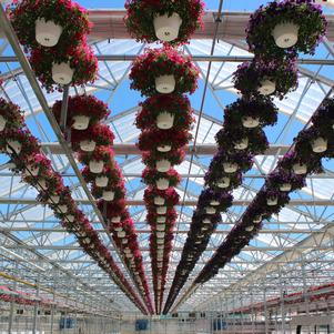 Summer Sensation #10 Hanging Baskets