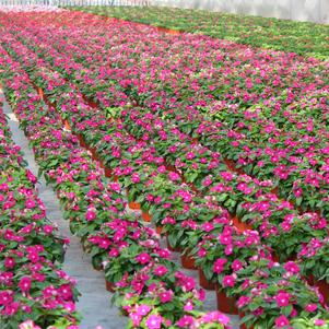 Summer Sensation #9 Pots