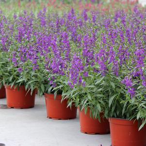 Summer Sensation #9 Pots
