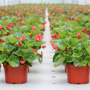 Summer Sensation #9 Pots