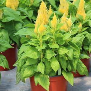 Summer Sensation #9 Pots