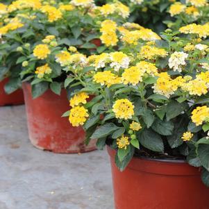 Summer Sensation #9 Pots