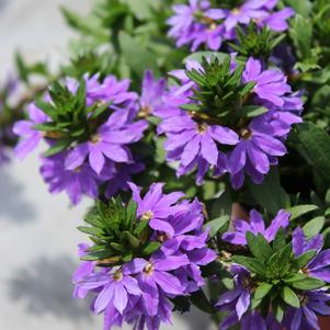 Summer Sensation #9 Pots