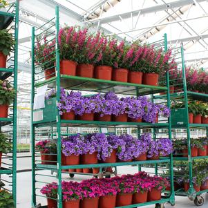 Summer Sensation #9 Pots