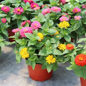 Summer Sensation #9 Pots