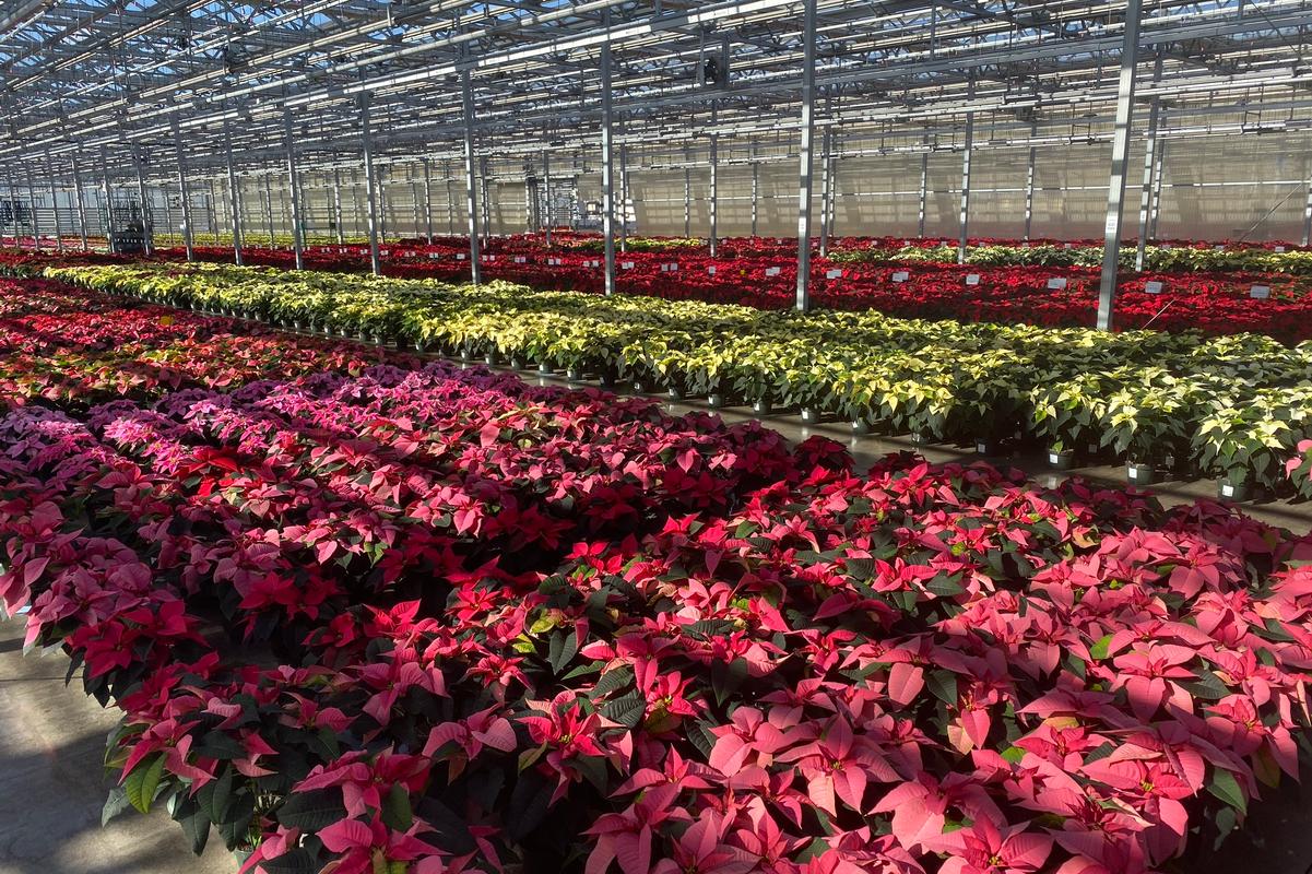 Trial - Winter Poinsettia Trials