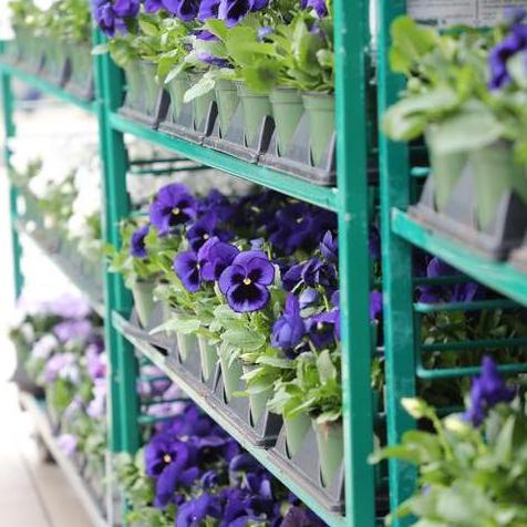 Pansy Crop
