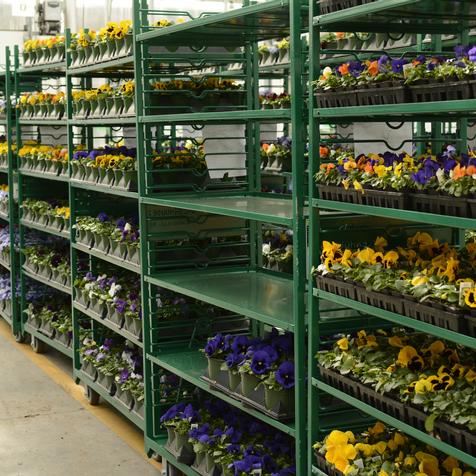 Cart of Pansies in various sizes