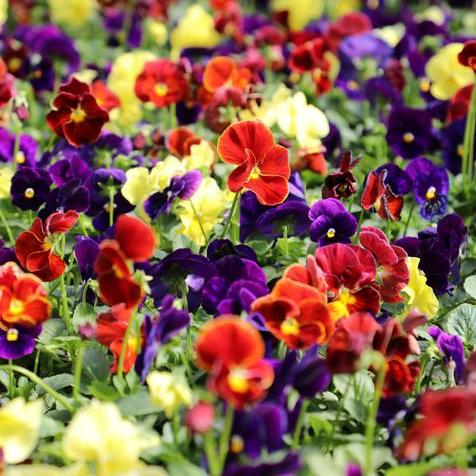 Pansy Delta Classic Wine & Cheese Mix