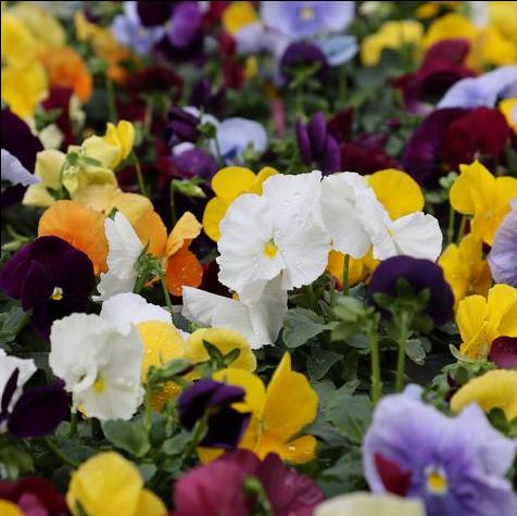 Pansy Matrix Clear Mix
