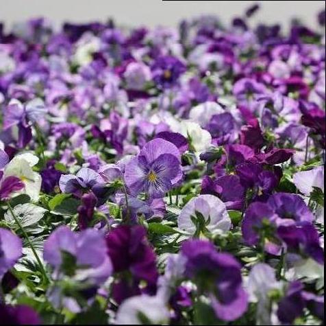 Pansy Matrix Lavender Shades