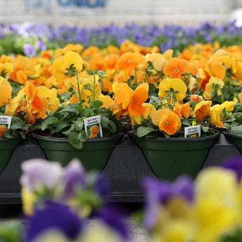 Pansy Matrix Orange #5.5 Pot