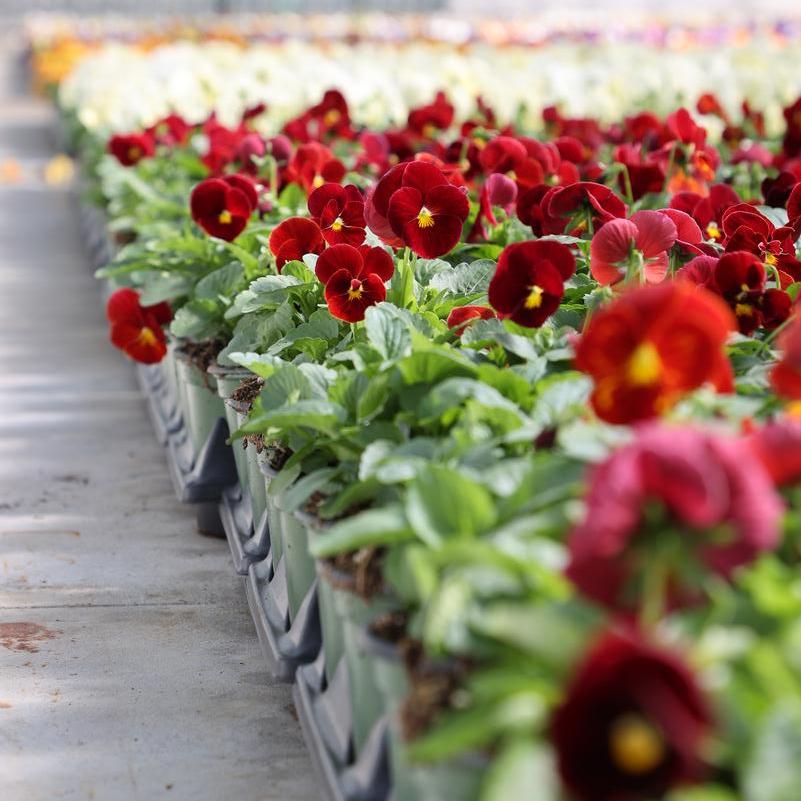 Bay of #5.5 Pansies