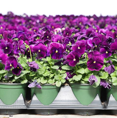 Pansy Matrix Purple #5.5 Pot