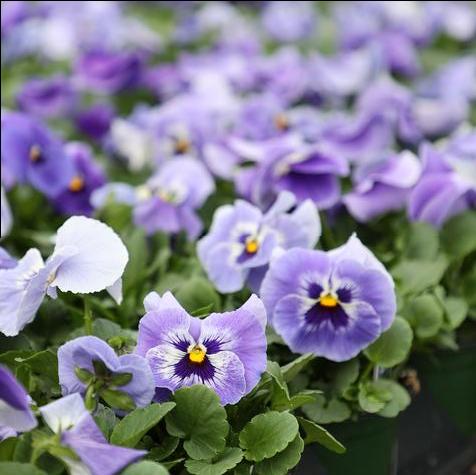 Delta Classic Marina #5.5 Pot
