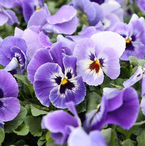 Pansy Delta Classic Marina Bloom