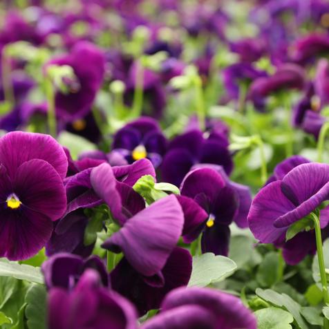 Matrix Purple Bloom
