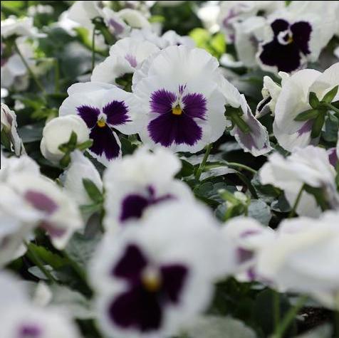 Matrix White Blotch