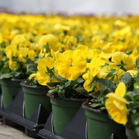Matrix Yellow #5.5 Pot