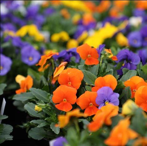 Viola Sorbet All Seasons Mix