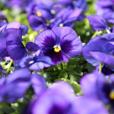 Spring Matrix Blue Blotch