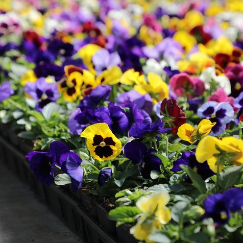 Spring Matrix Blotch Mix in an 804 Bedding Flat