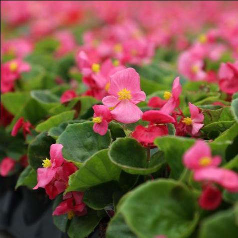 Spring Crop Photos