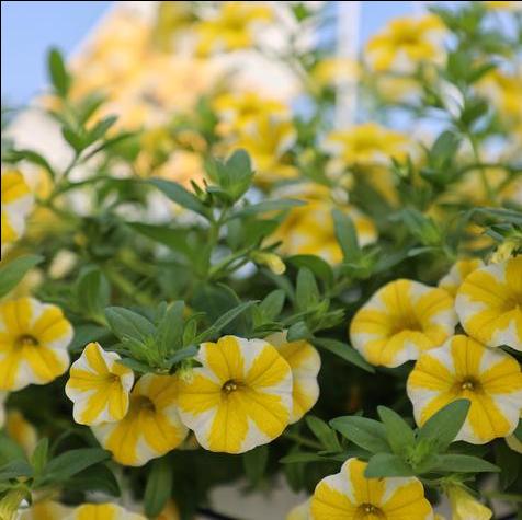 Calibrachoa Superbells Lemon Slice