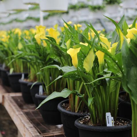 Calla Lily Sunclub #8 Pots on bench
