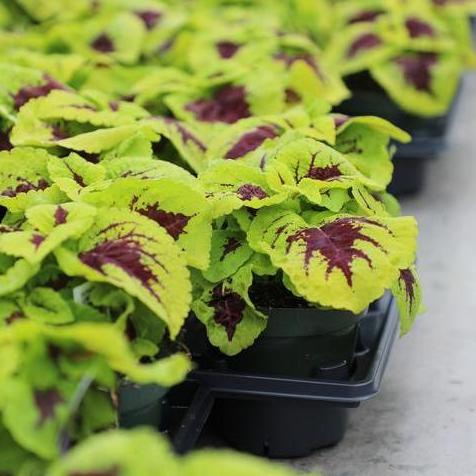 Kong Junior Live Vein Coleus