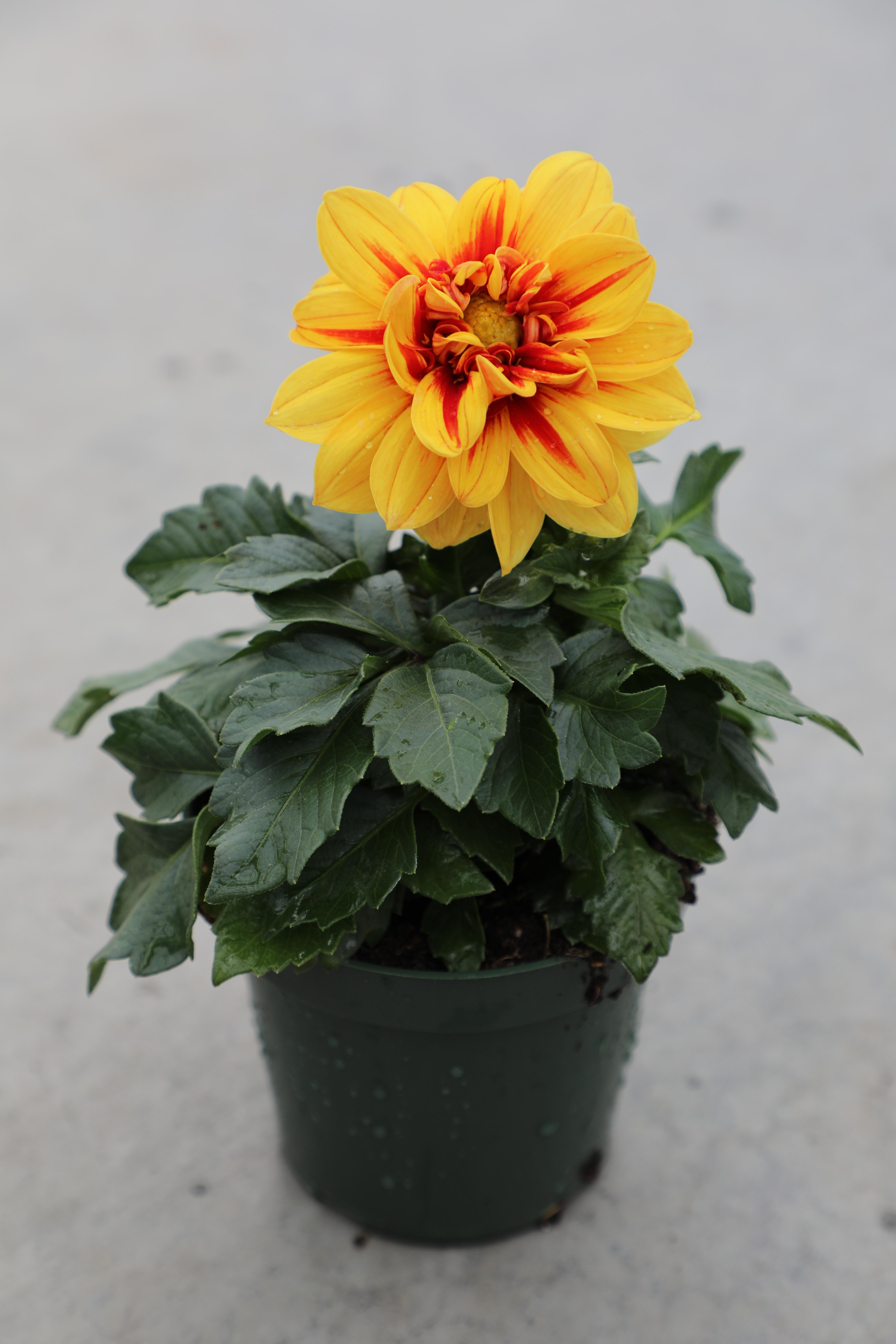 Dahlia Labella Medio Fun Golden Eye in a #4.5 pot