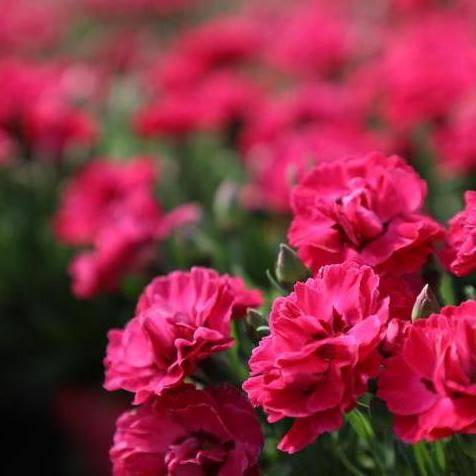 Dianthus Early Love