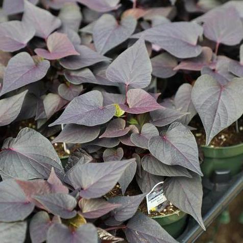 Ipomoea Sidekick Black Heart