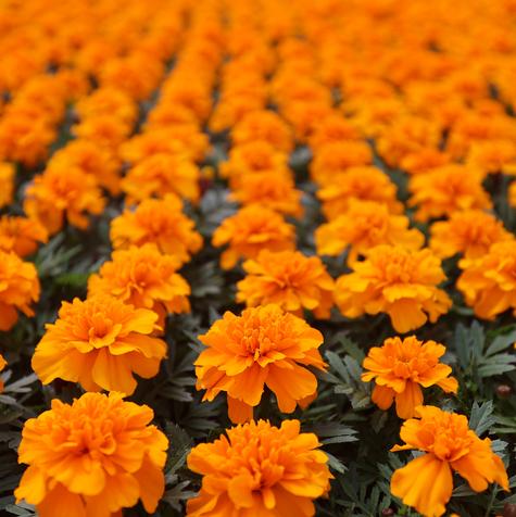 Marigold Bonanza Deep Orange