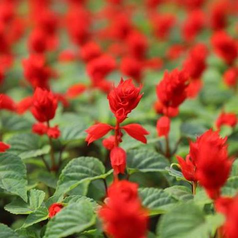 Salvia Red Hot Sally
