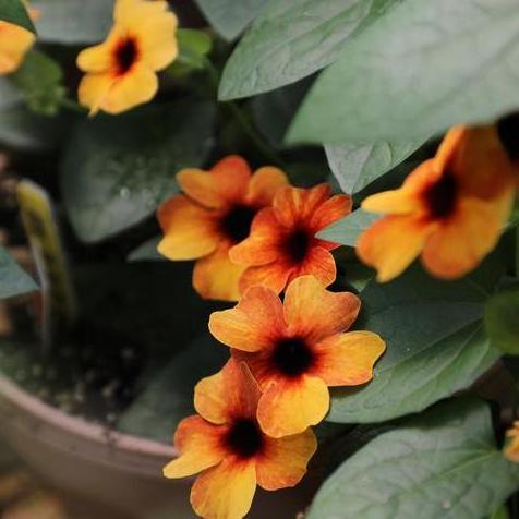Thunbergia Tower Power Terracotta