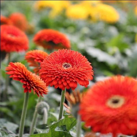 Patio Gerbera Glorious Orange in a #12 Black Pot