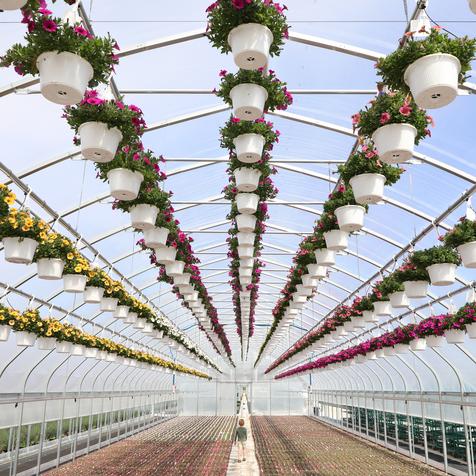 Lines of Hanging Basket Petchoa