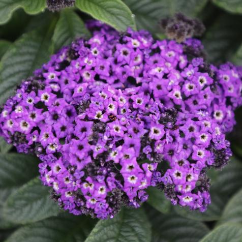 Heliotrope Marino Blue