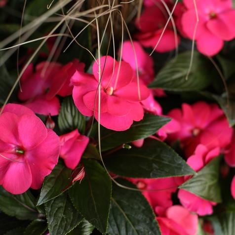 New Guinea Super Sonic Pink