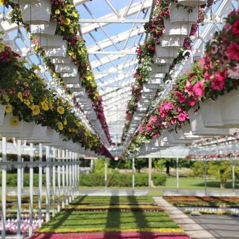 Cravo Hanging Basket Bay