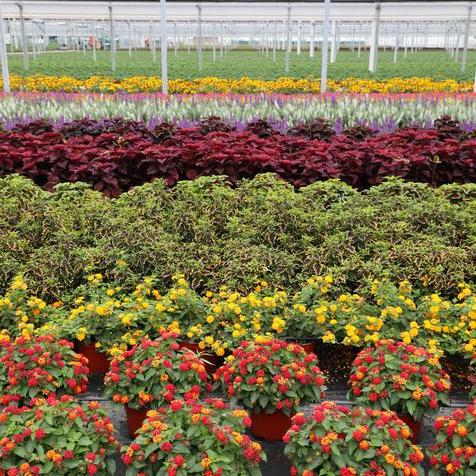 Bay of Summer #9 Pots