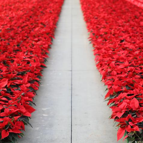Bay of Red #4.5 Poinsettias