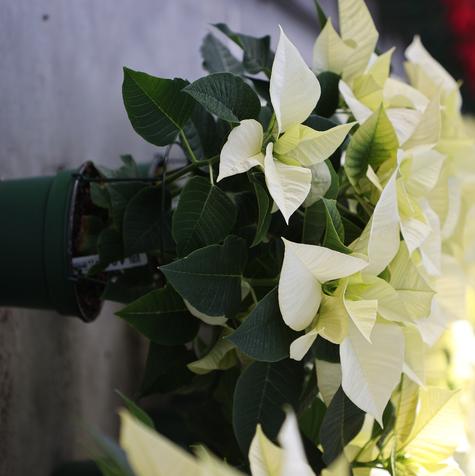 White #6.5 Pot Poinsettia